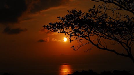 Educational Jungle Night Walk in Sukia