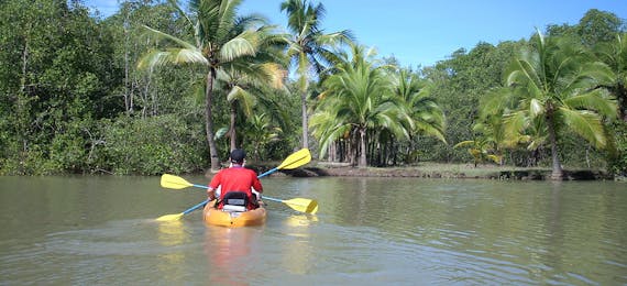 Mangrove Kayaking