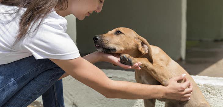 Animal and Veterinary Care