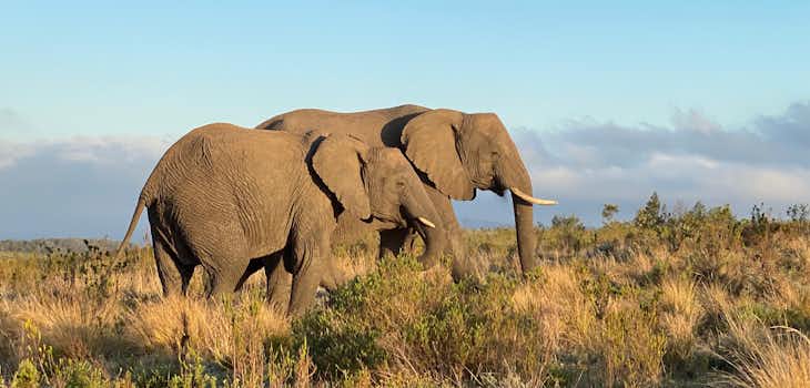 Photos of elephants in Gondwana Game Reserve taken from an Intern Abroad HQ’s GIS Internship Abroad and Reserve Management Internship.