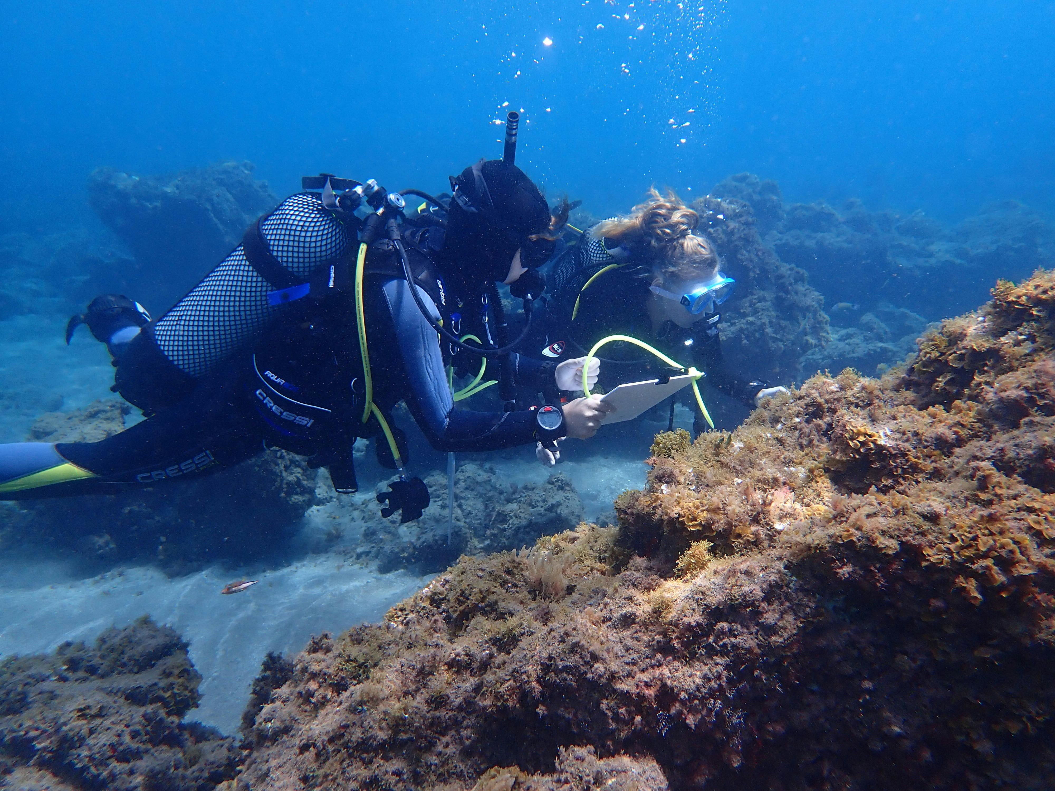 Marine Biology Internships in Tenerife, Spain